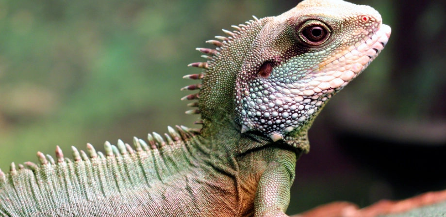 壁虎蜥蜴區別 壁虎蜥蜴區別