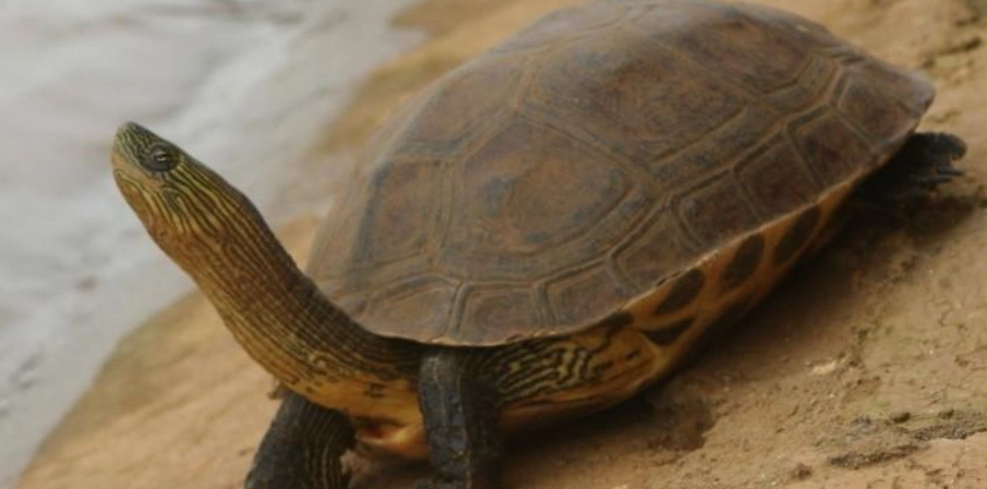 斑龜飼養方法 斑龜飼養方法