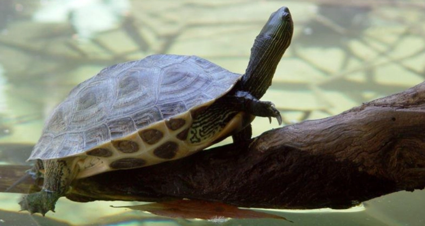 斑龜飼養方法 斑龜飼養方法