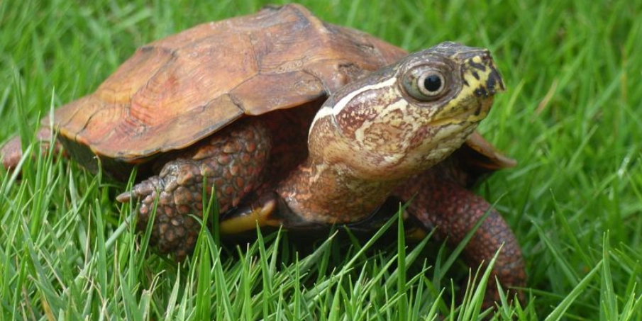 沼澤側頸龜水深