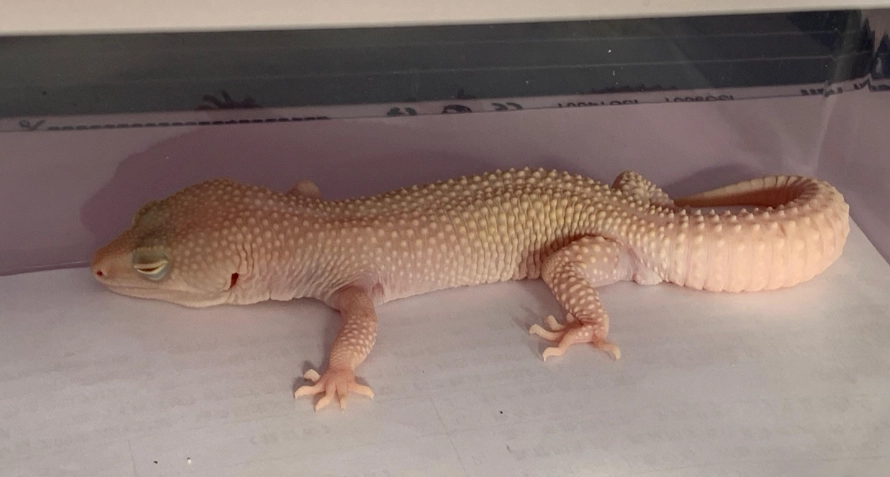 守宮尿酸副作用 守宮尿酸副作用