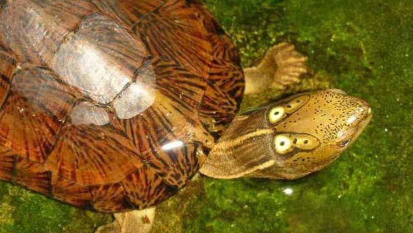 斑龜健康成長 斑龜健康成長