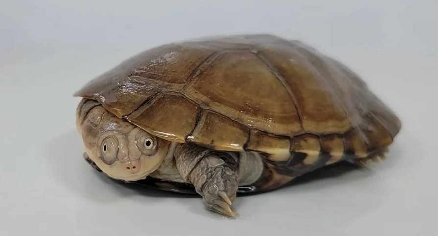 沼澤側頸龜 水深