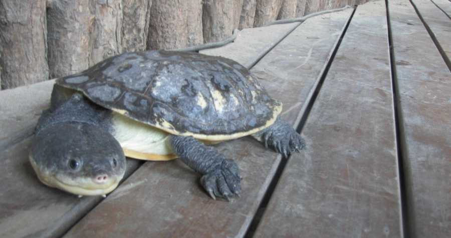 沼澤側頸龜飼養