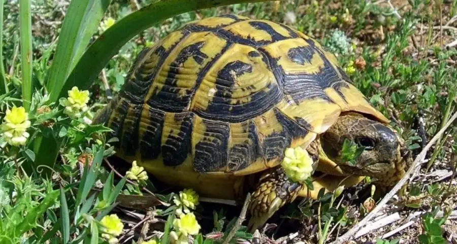 歐洲陸龜吃什麼