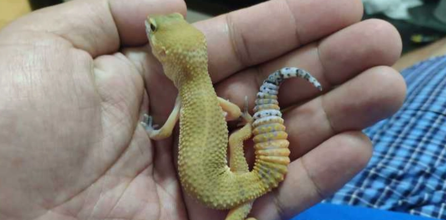 寵物爬蟲類辨識 寵物爬蟲類辨識