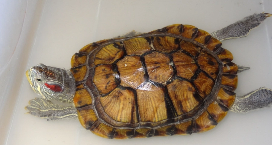 烏龜喜歡吃什麼