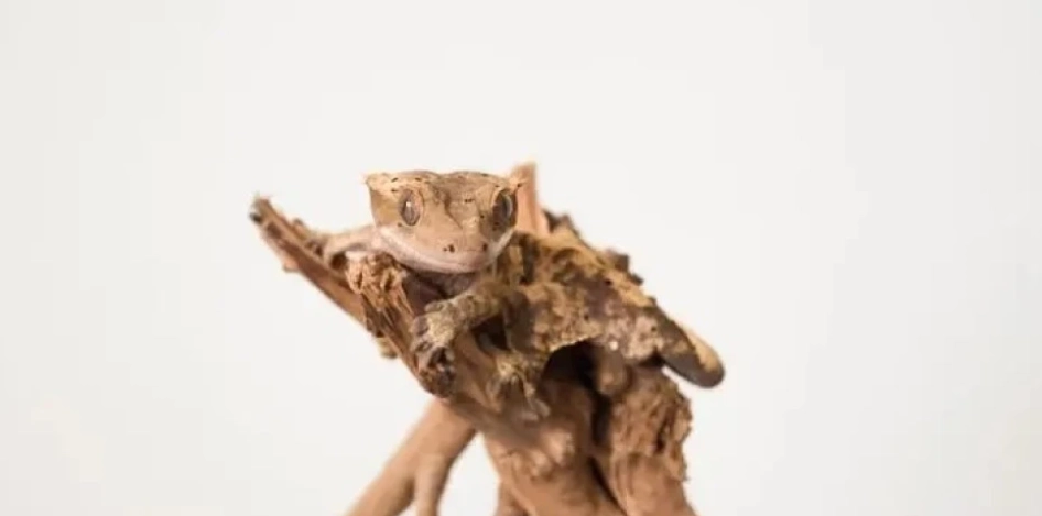 睫角守宮吐了怎麼辦 睫角守宮吐了怎麼辦