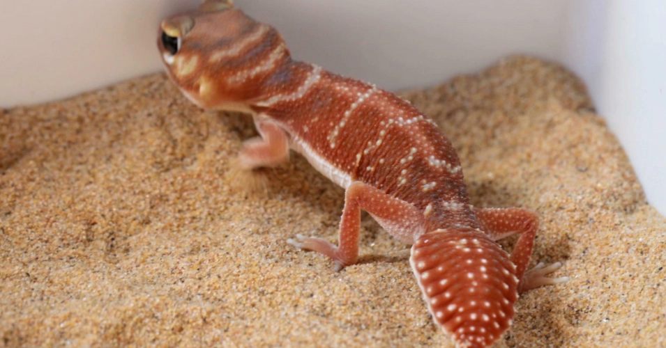 寵物爬蟲類辨識 寵物爬蟲類辨識