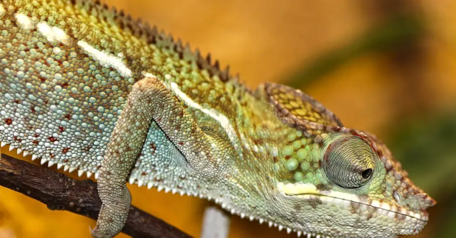 壁虎蜥蜴區別 壁虎蜥蜴區別