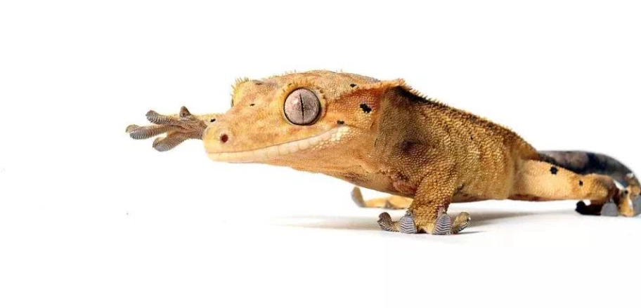 睫角守宮嘔吐 睫角守宮嘔吐