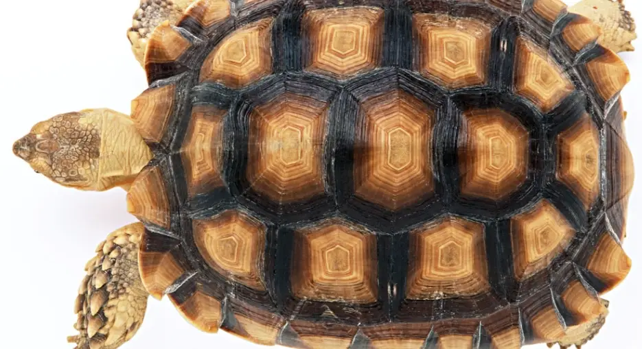 蘇卡達一年長幾公分