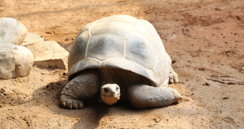 亞達伯拉象龜好養嗎