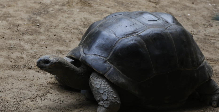 亞達伯拉象龜飼養