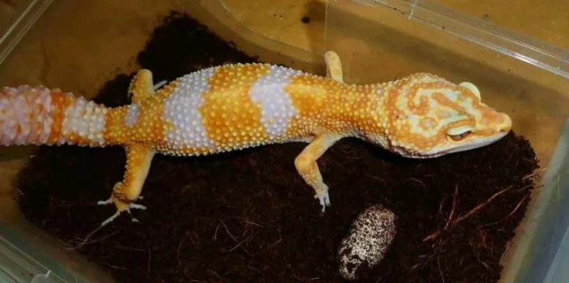 豹紋守宮飼養箱大小