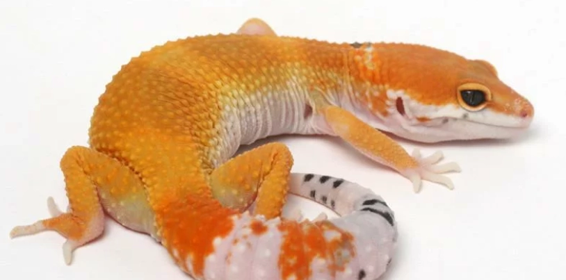 豹紋守宮飼養指南