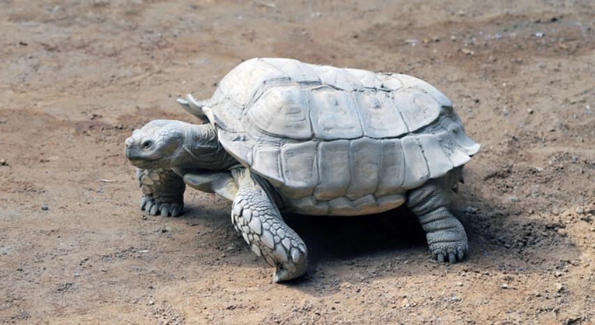 亞達伯拉象龜環境設定