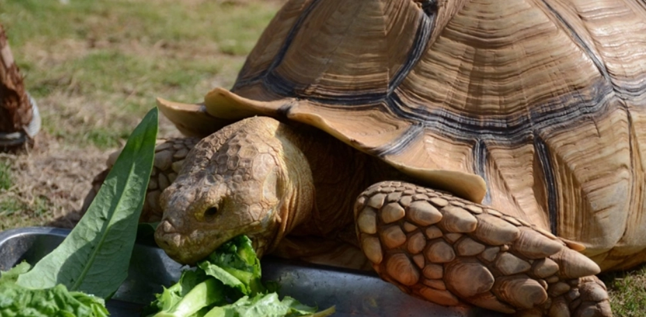 蘇卡達象龜照顧