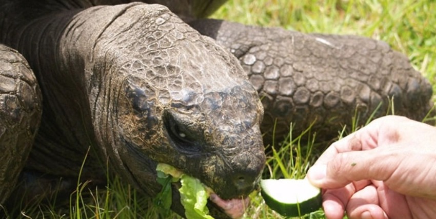 亞達伯拉象龜保育類