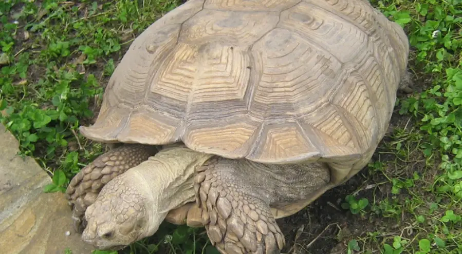 蘇卡達象龜照顧