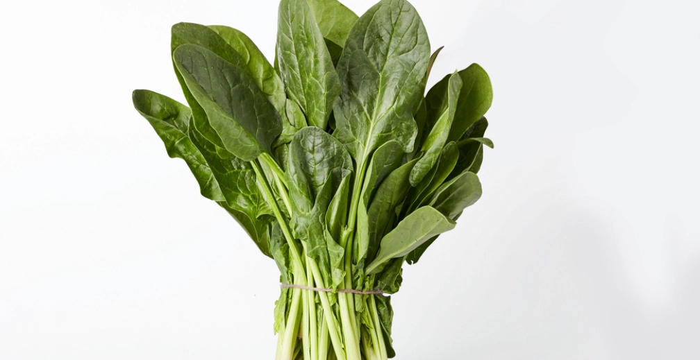 陸龜不能吃什麼菜