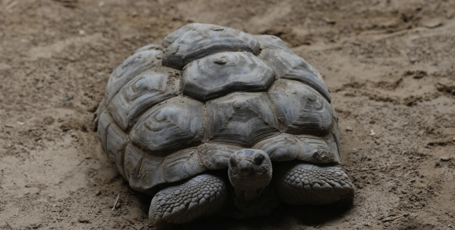 亞達伯拉象龜飼養