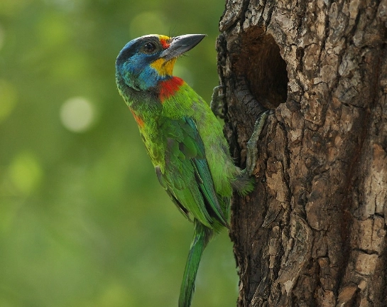 五色鳥聲音 五色鳥聲音