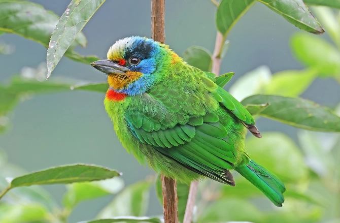 五色鳥 叫聲 五色鳥 叫聲