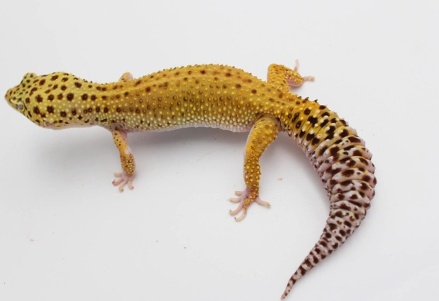 守宮飼養注意事項