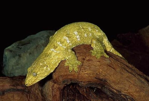 巨人守宮進口 巨人守宮進口