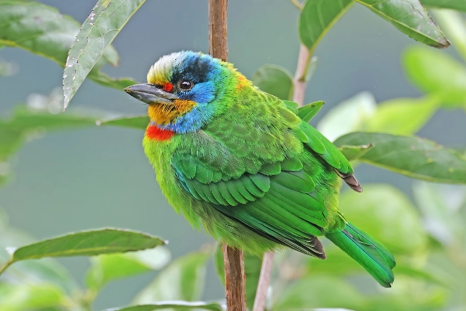 台灣五色鳥 台灣五色鳥