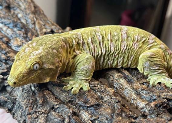 巨人守宮進口 巨人守宮進口