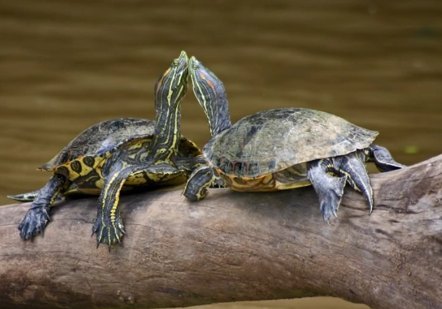 烏龜曬太陽抬頭