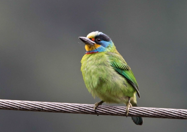 台灣五色鳥 台灣五色鳥