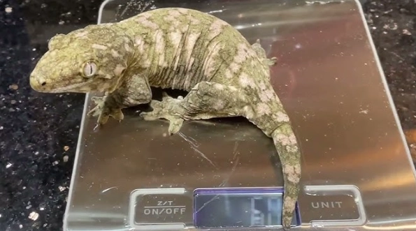 巨人守宮原產國 巨人守宮原產國