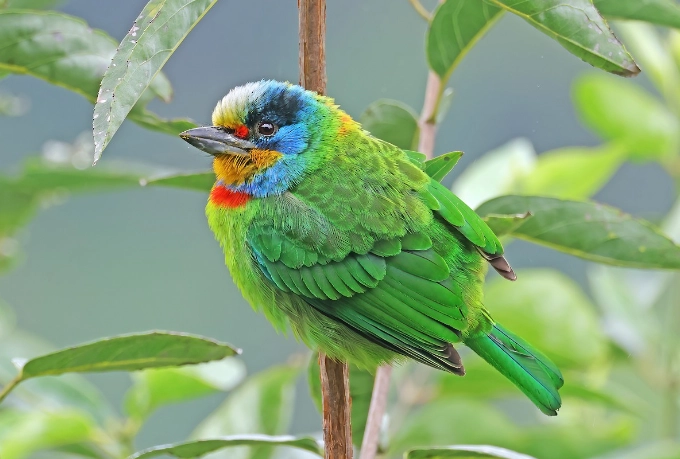 台灣五色鳥觀察 台灣五色鳥觀察