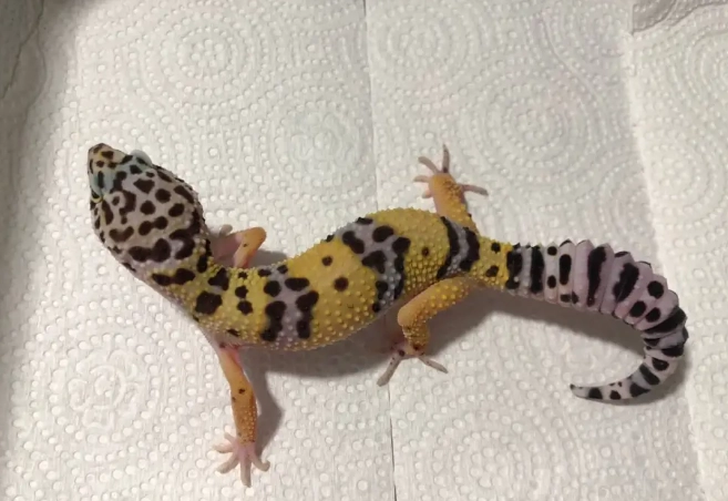 豹紋守宮大小 豹紋守宮大小