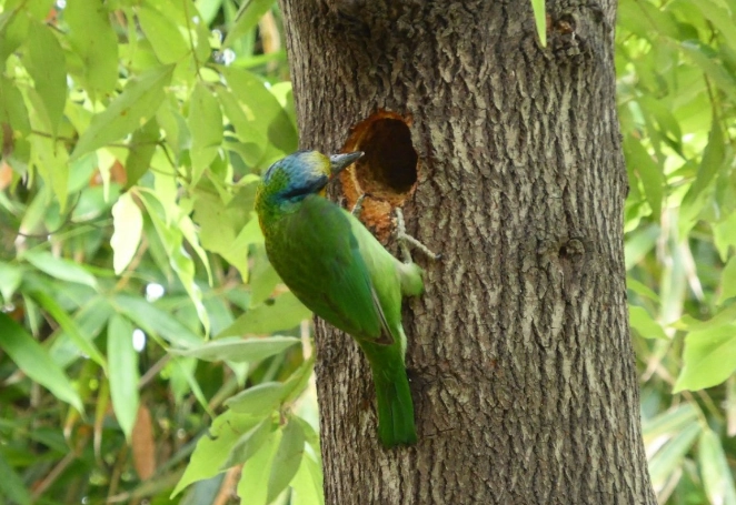 台灣五色鳥 台灣五色鳥