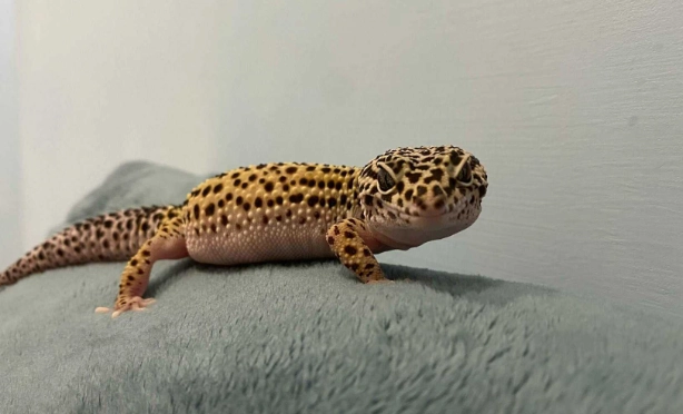 豹紋守宮成體 豹紋守宮成體