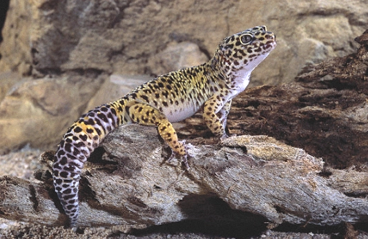守宮飼養尺寸 守宮飼養尺寸