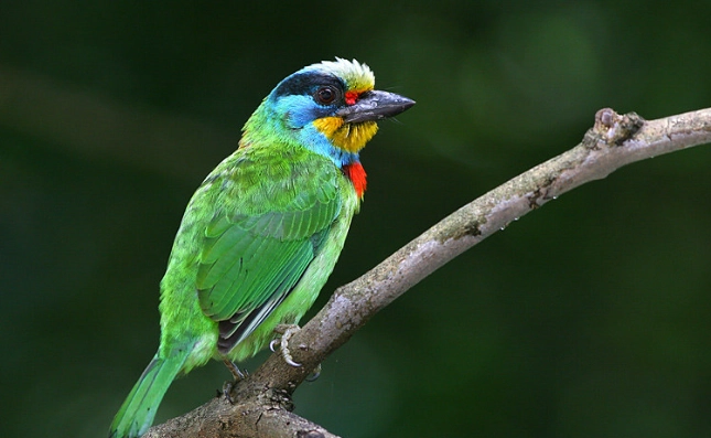 五色鳥聲音 五色鳥聲音