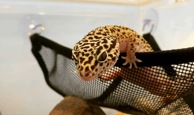 守宮飼養注意事項