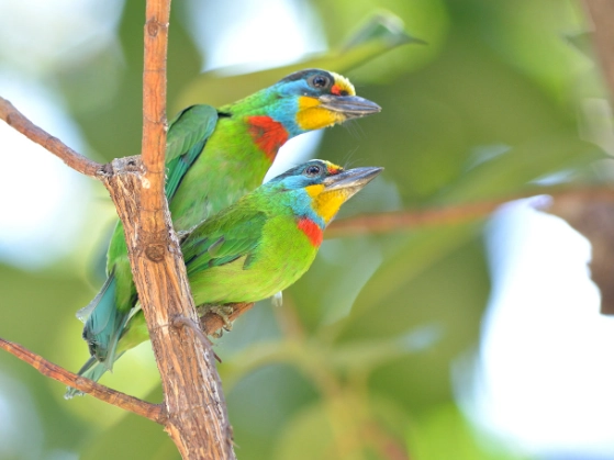 五色鳥哪裡看 五色鳥哪裡看
