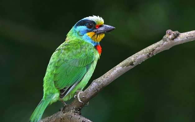 五色鳥哪裡看 五色鳥哪裡看