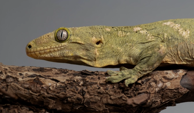 巨人守宮原產國 巨人守宮原產國