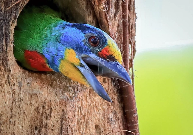 五色鳥生態 五色鳥生態