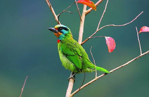 五色鳥生態 五色鳥生態