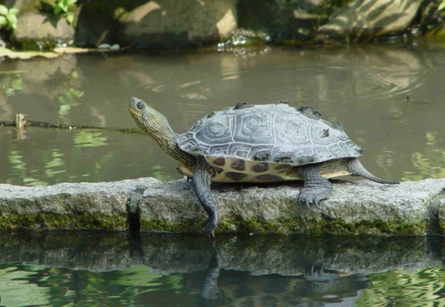 斑龜 水龜