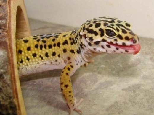 豹紋守宮大小 豹紋守宮大小