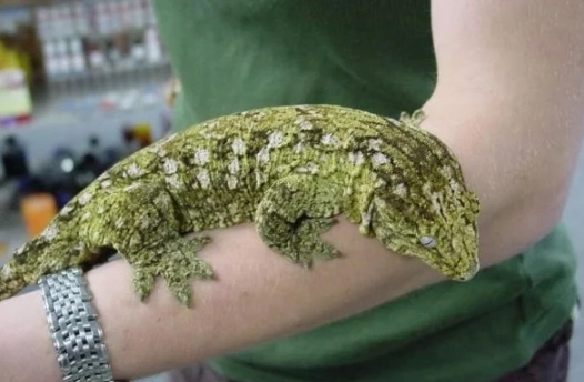 巨人守宮原產國 巨人守宮原產國